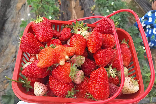 Hari Menyenangkan Qingdao Star Machine di Ladang Strawberry